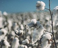 Cotton Seed Hulls