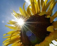Sunflower Husks